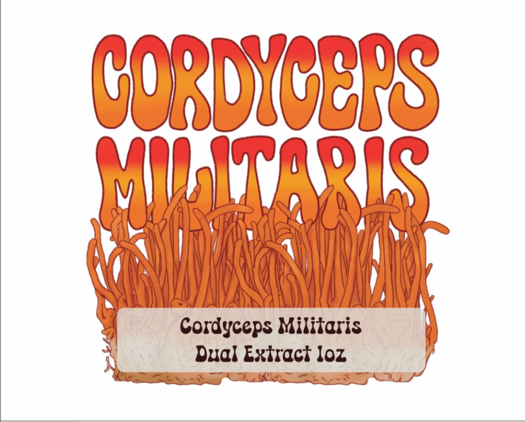 Cordyceps Militaris 1oz Tincture