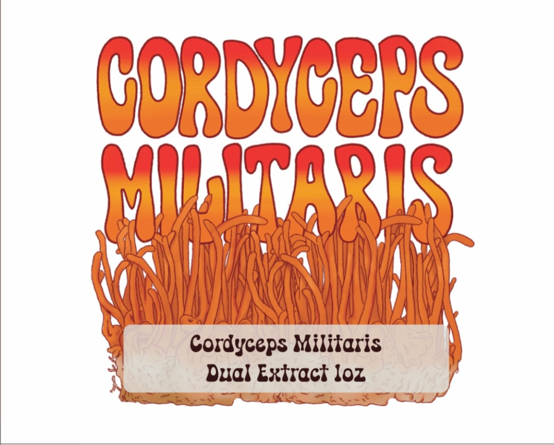 Cordyceps Militaris 1oz Tincture