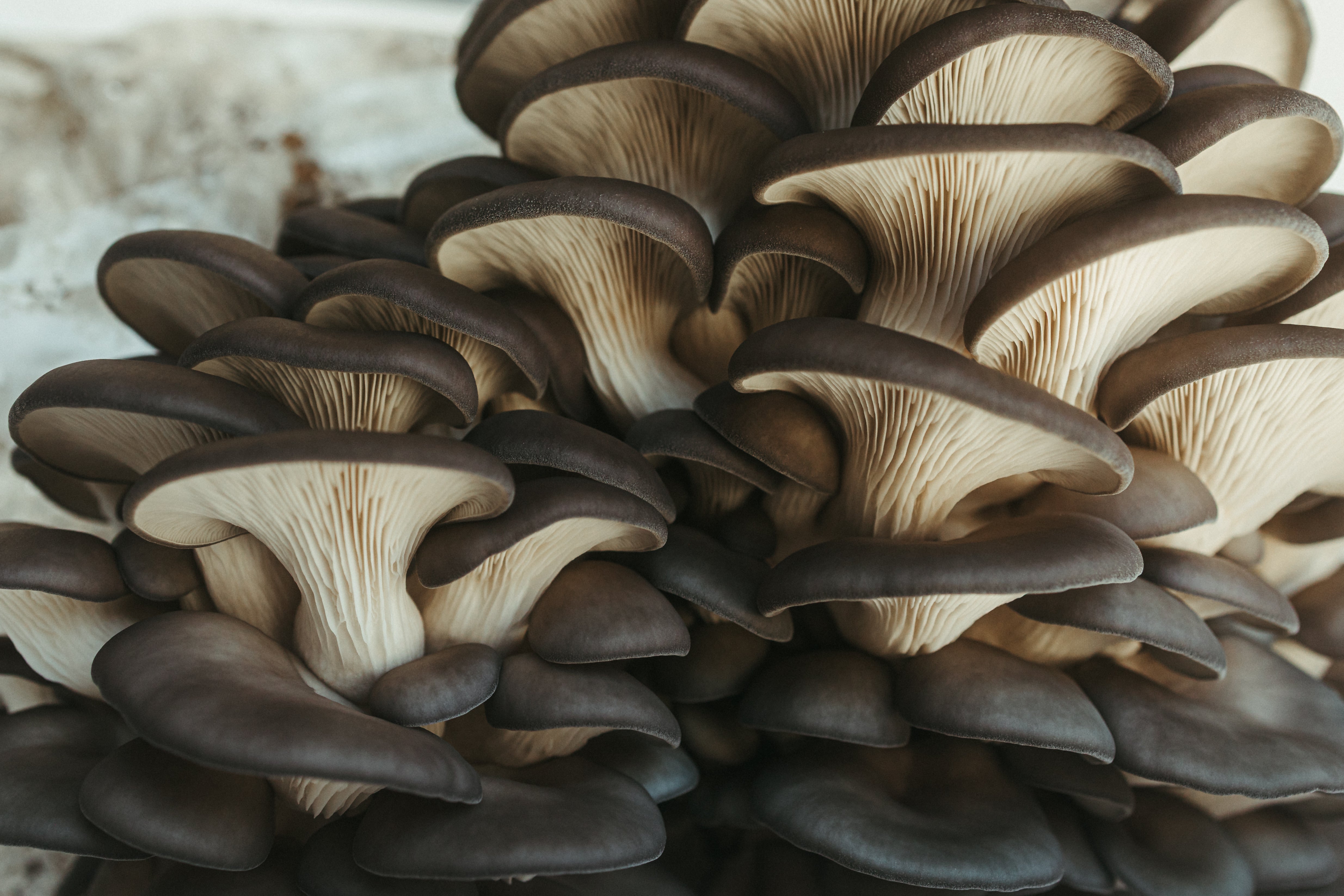 Fresh Mushrooms – Bear Valley Mushrooms